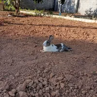 ۳ عدد خرگوش نر|موش و خرگوش|کرمانشاه, |دیوار