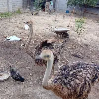 شتر مرغ ۲ عدد|حیوانات مزرعه|قائم‌شهر, |دیوار