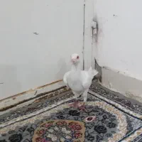 دورگ سالم و جوان|پرنده|کارون, |دیوار