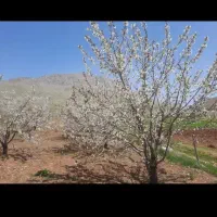 باغ گیلاس روستای سردهلق صحنه