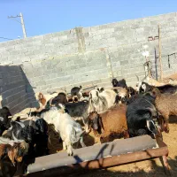 25راس کهره نر نژاد ترکی مخصوص قصابی بازدید خنج