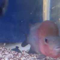 فلاور رد د آرگون