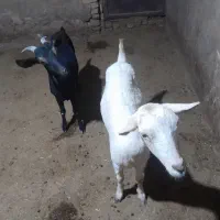 بز فروشی
