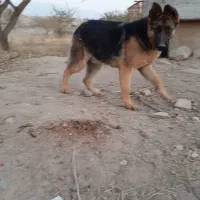 سگ ژرمن شیپرد اصیل|سگ|تبریز, |دیوار