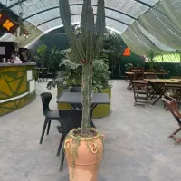 گل و گلدان هدیه خاص