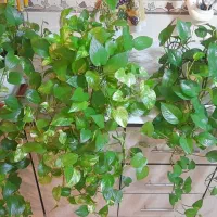 گلهای پتوس ابلق پرپشت شاداب وزیبا