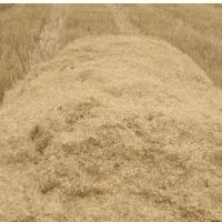 فروش کاه گندم و لوبیا