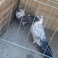 کبوتر پرشی|پرنده|پیر بکران, |دیوار