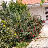 فروش-زمین-درابعاد40گزی-و80گزی
