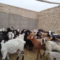 بز دورگ|حیوانات مزرعه|ورامین, ورامین|دیوار