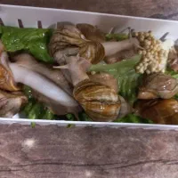 حلزون آلبینو تخم گذار|خزنده|کرج, شاهینویلا|دیوار