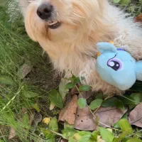 حیوان خانگی|سگ|رشت, سعدی (تختی)|دیوار