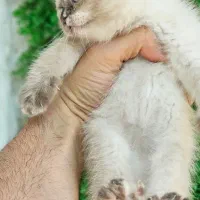 توله گربه اسکاتلندی