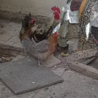 مرغ وخروس
