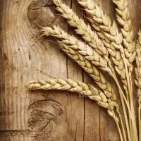 گندم بذری دیم