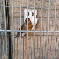 سهره قناری دهن سهره|پرنده|ری, سیزده آبان|دیوار