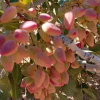 باغ پسته 1000 متری فوری|فروش زمین و ملک کلنگی|شاهین‌شهر, فرودگاه هسا|دیوار