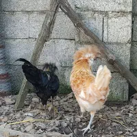 دو عدد خروس لهستانی|حیوانات مزرعه|رشت, احمد گوراب|دیوار