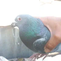 کبونر پلاکی