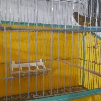 قناری|پرنده|دهگلان, |دیوار