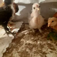 جوجه نژاد دار مرغ خروس|حیوانات مزرعه|کرمانشاه, |دیوار