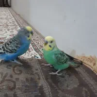 دوتا  مرغ عشق  نر|پرنده|مشهد, گلشور|دیوار