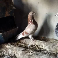 کبوتر مسافتی