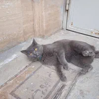 گربه گمشده|گربه|میانه, |دیوار