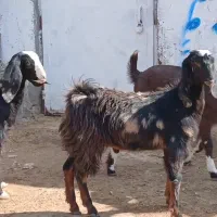 بزغاله ماده|حیوانات مزرعه|کاشمر, |دیوار