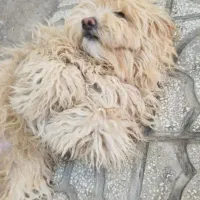 شیتزو|سگ|سمنان, |دیوار