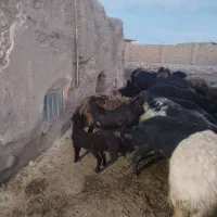 میش با بره نر هترو