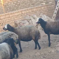 میش شال|حیوانات مزرعه|قزوین, |دیوار