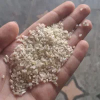 خرده کامفیروزی بدون واسطه از ما خریداری کنید|خوردنی و آشامیدنی|شیراز, جوادیه|دیوار