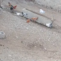 مرغ و خروس برای شب یلدا|حیوانات مزرعه|کشاورز, |دیوار