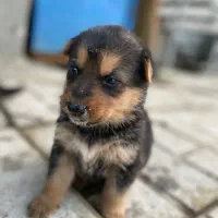 توله ژرمن شپرد|سگ|نوشهر, |دیوار