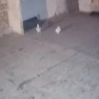 کفتر پرشی خوشگل