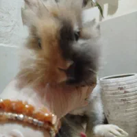 خرگوش لپ هلندی دو ماهه نر