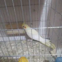 عروس هلندی|پرنده|کلاله, |دیوار