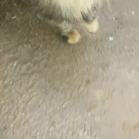 گربه|گربه|مرند, |دیوار