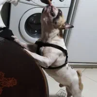 سگ وارداتی اصیل نژاد فرنچ بولداگ|سگ|پردیس, فاز ۵|دیوار