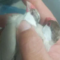 فنچ نرگسی شکلاتی