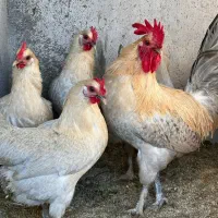 خارق العاده اعجاب انگیز پرنده ای بنام فیومی الیزه