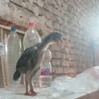 جوجه اوشامو