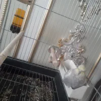 عروس هلندی همراه قفس|پرنده|زنجان, |دیوار