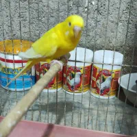 یک عدد مرغ عشق نر زرد هلندی