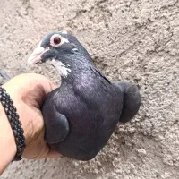 ماده یا مایه سیاپلنگ