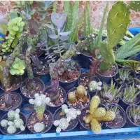 تعداد زیادی گل زیبا به قیمت عمده و تکی