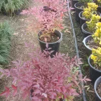 ناندینا سطل 10|گل و گیاه طبیعی|کلاچای, |دیوار