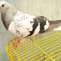 دم سفید سبزکلاغ دمسفید|پرنده|کرمان, |دیوار