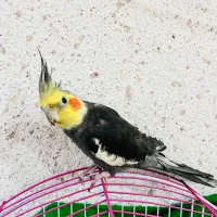 عروس هلندی